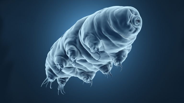 The Moss Piglet Dilemma: Paypal Bans Payments to Merchants Using the Word Tardigrade