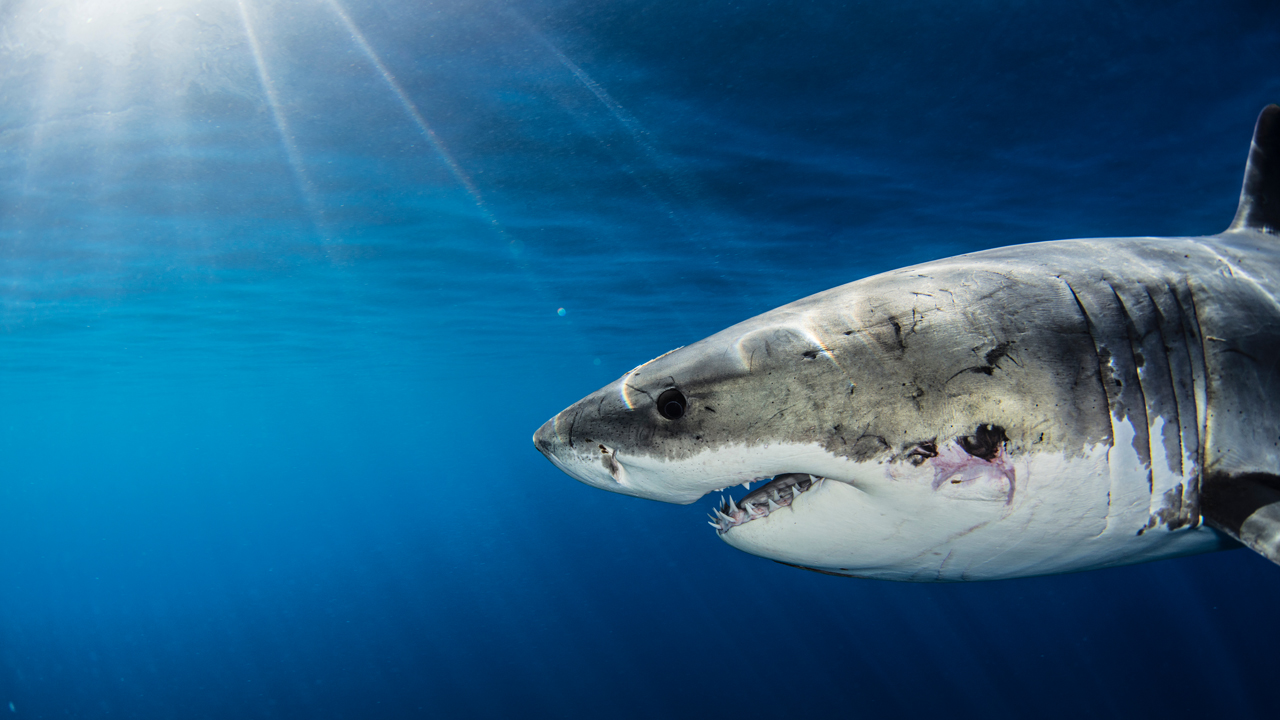 Sharktron Defi Project Devs Exit Scam: Tron Foundation Says Some Missing Funds Are Now Frozen