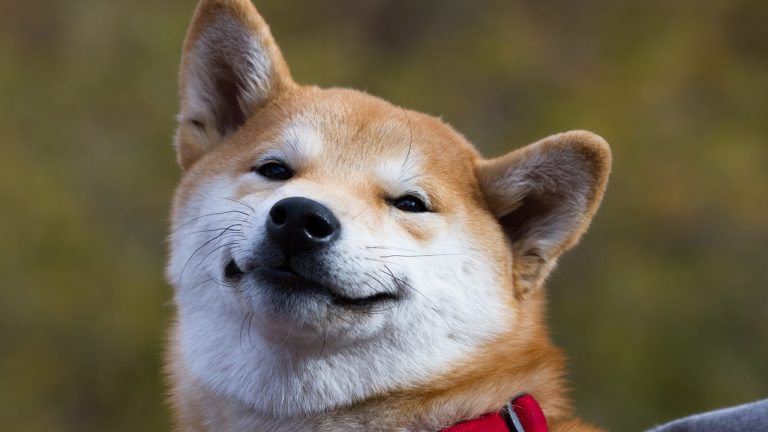 Can't Keep a Good Dog Down: Meme Token Dogecoin Spiked Over 500% This Year