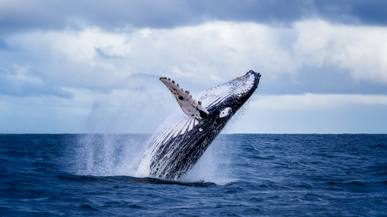 Bitcoin whales grow after low prices, analyst says ‘currencies are becoming very strong holders’ – Markets and prices Bitcoin News