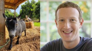 Mark Zuckerberg's Goat, Mark Zuckerberg's Goat,
